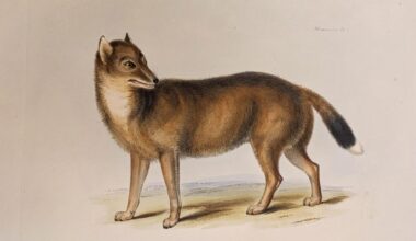 It may look like a wolf, but don't be fooled. DNA of Darwin's Falkland Islands wolf reveals a far stranger truth