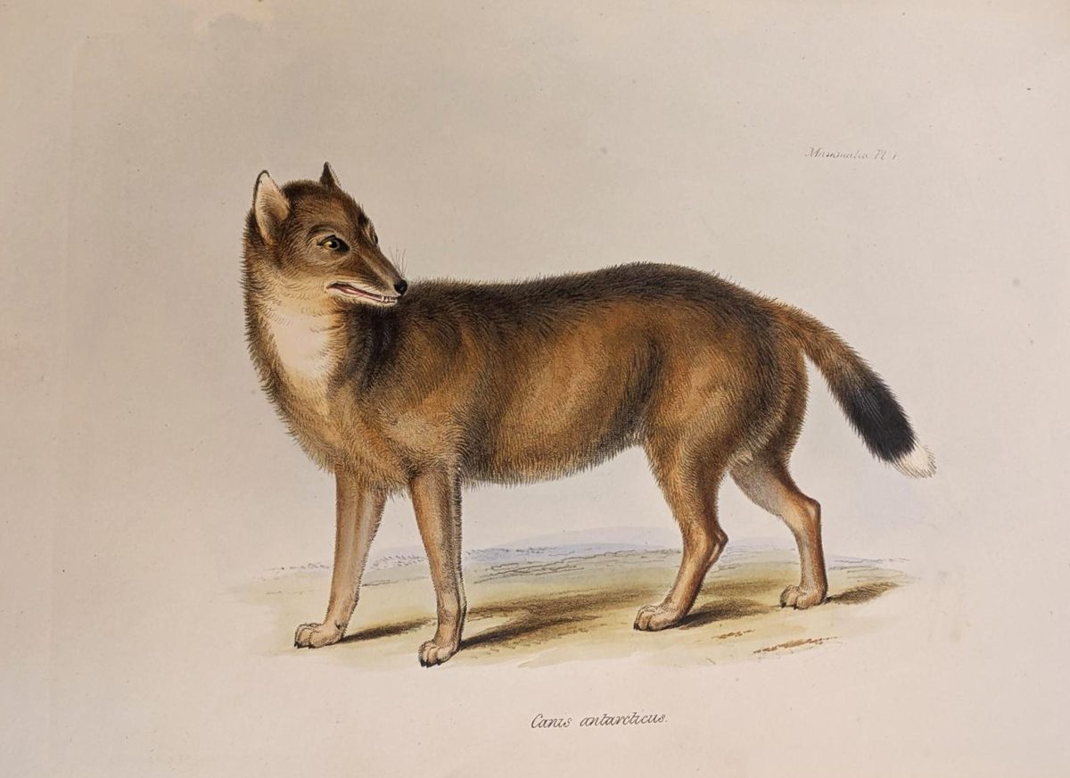 It may look like a wolf, but don't be fooled. DNA of Darwin's Falkland Islands wolf reveals a far stranger truth