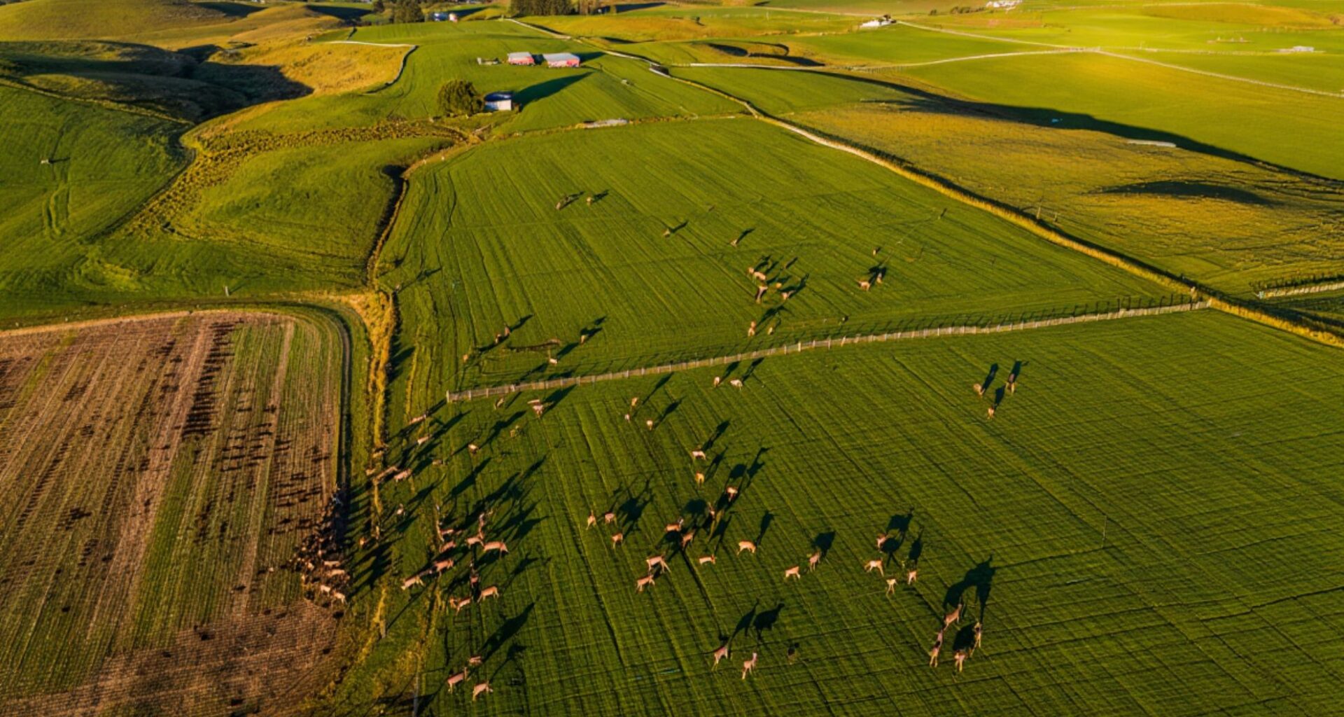 Feral deer are multiplying across Otago and farmers say their crops are being destroyed