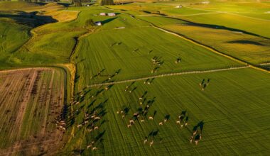 Feral deer are multiplying across Otago and farmers say their crops are being destroyed