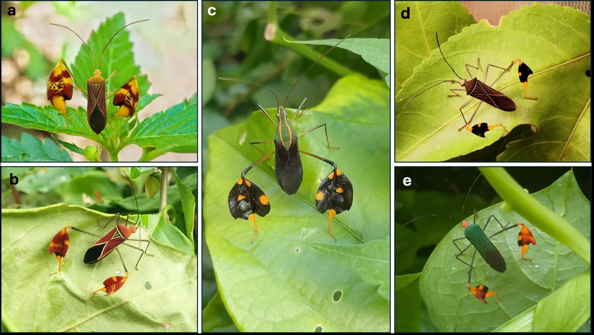 Flag-waving behaviour in Matador bug species