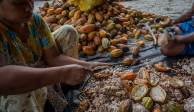 Indonesia urges EU support on deforestation rules