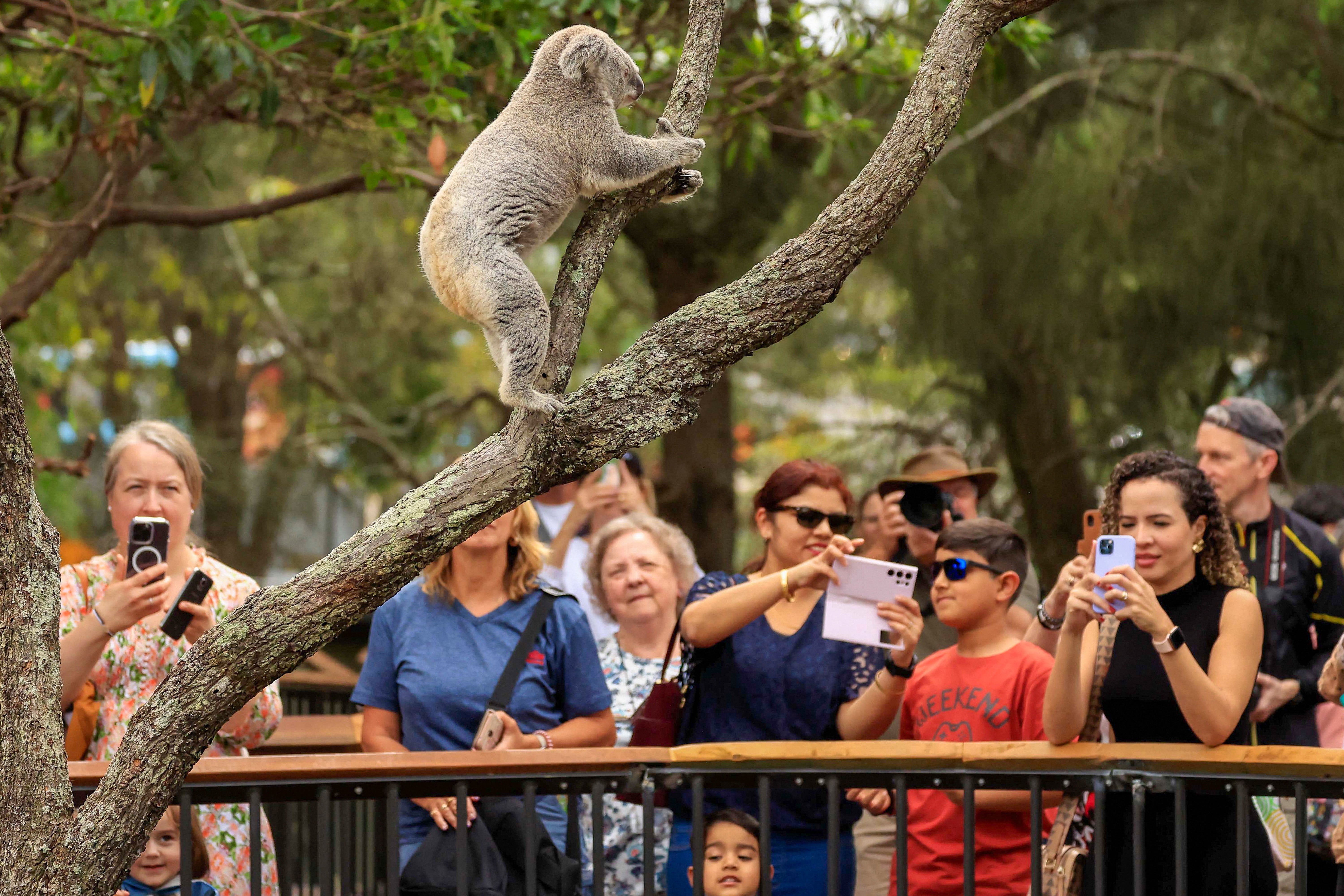 A koala at a zoo in Sydney, Australia