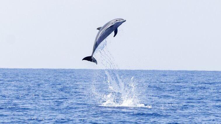 Dolphins off the coast of Haifa (Photo: Dr. Aviad Scheinin) דולפין שנצפה במורדות הכרמל