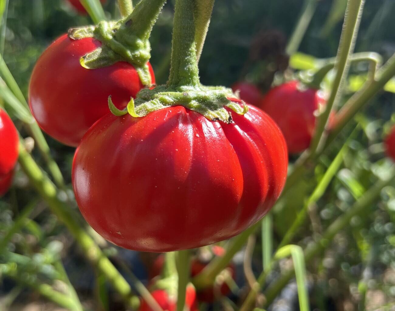 Scientists discover genes to grow bigger tomatoes and eggplants