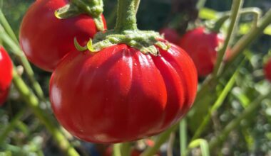 Scientists discover genes to grow bigger tomatoes and eggplants