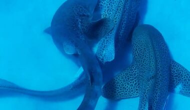 Mating rituals of endangered Leopard sharks filmed in scientific first - NZ Herald