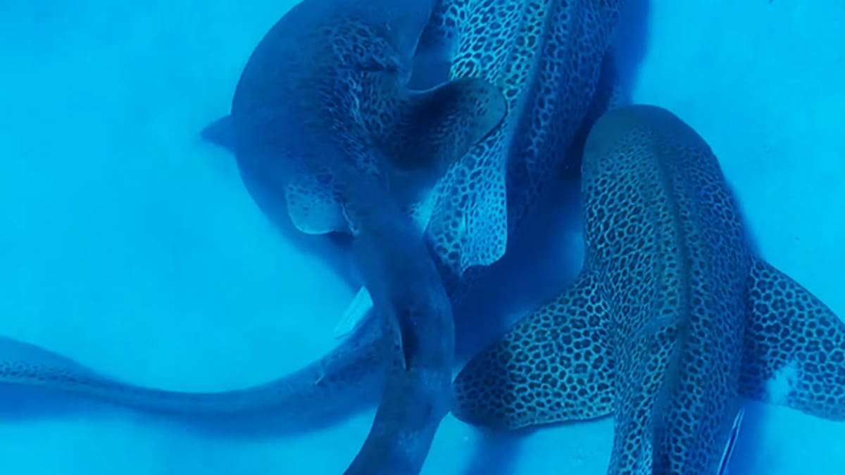 Mating rituals of endangered Leopard sharks filmed in scientific first - NZ Herald