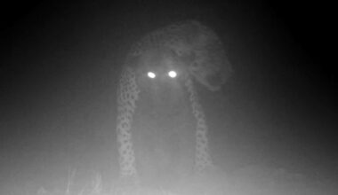 Camera trap hidden deep in Amazon Rainforest captures elusive predators doing something never filmed before