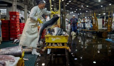 You could purchase endangered shark meat—and never know it