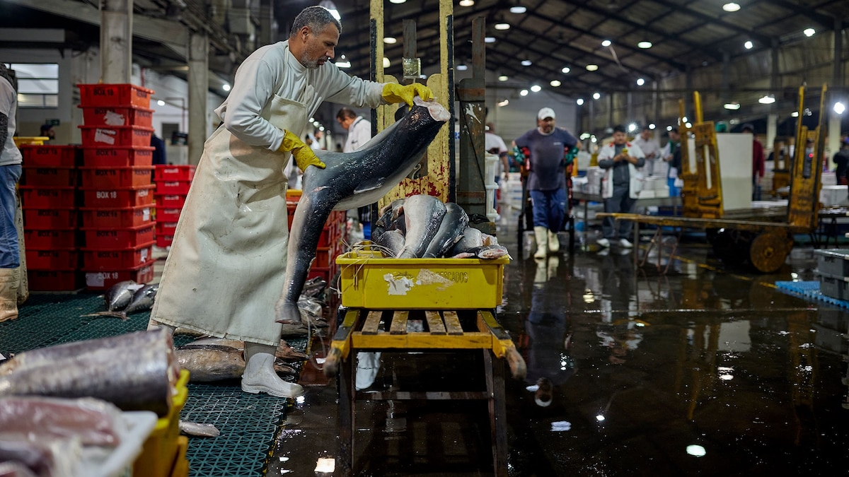 You could purchase endangered shark meat—and never know it