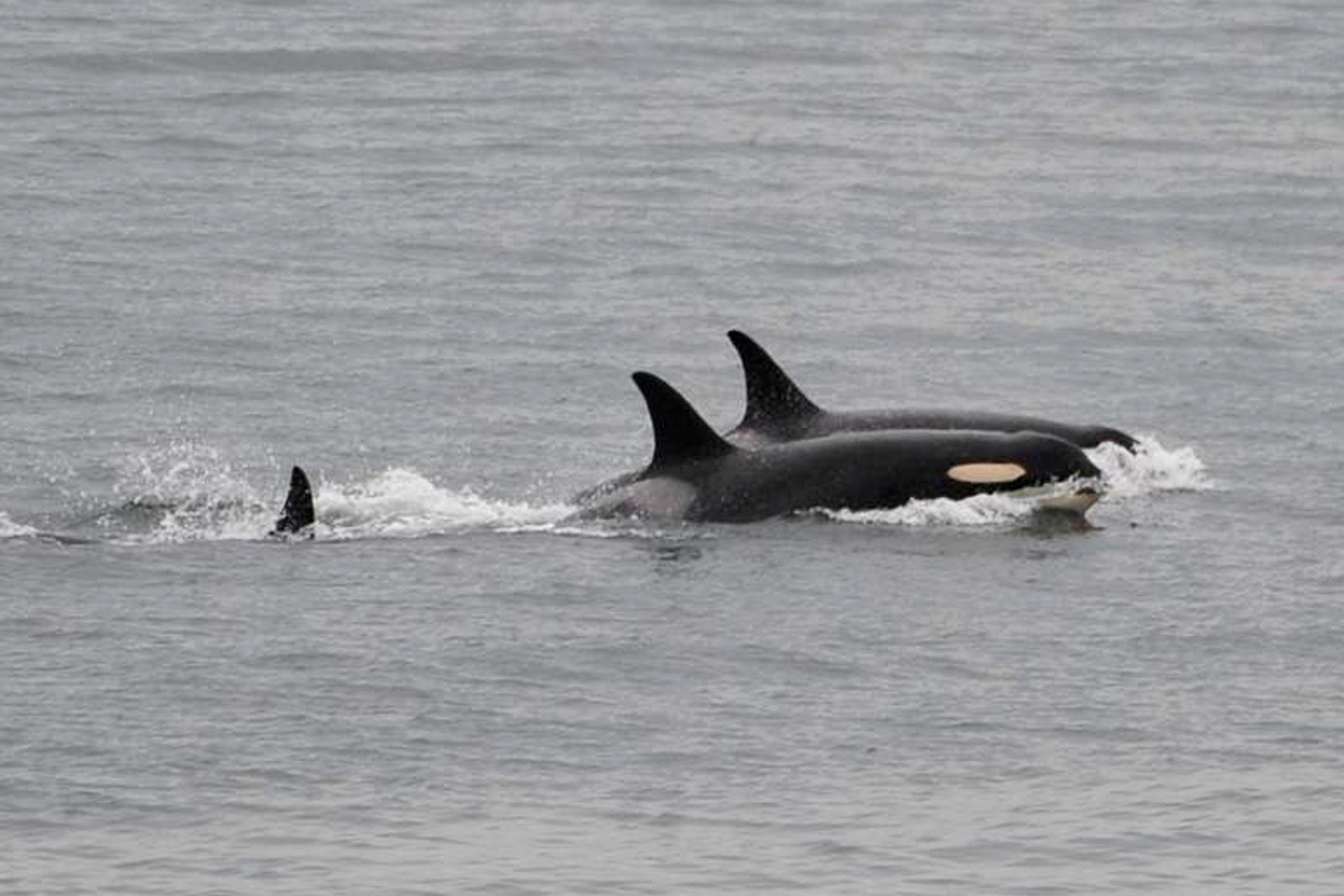File: Researchers have documented hundreds of incidents of orcas ramming into boats