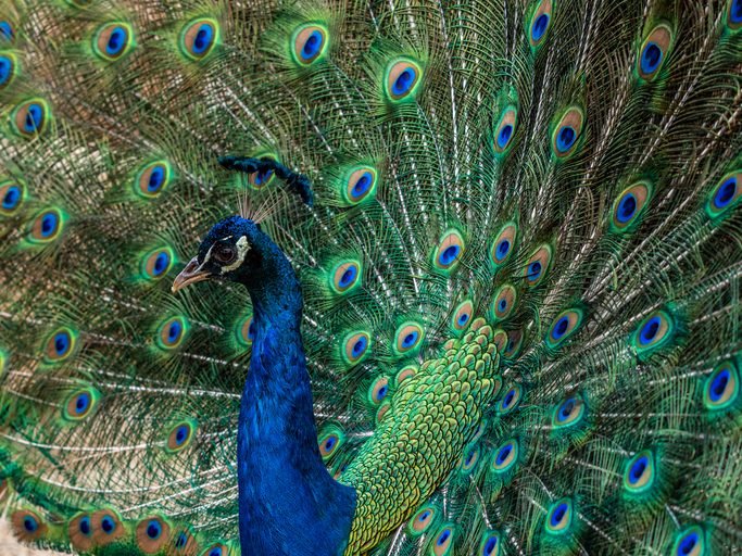 Survival of the fittest? Why flashiness is best for the mating game – if you’re a peacock, that is