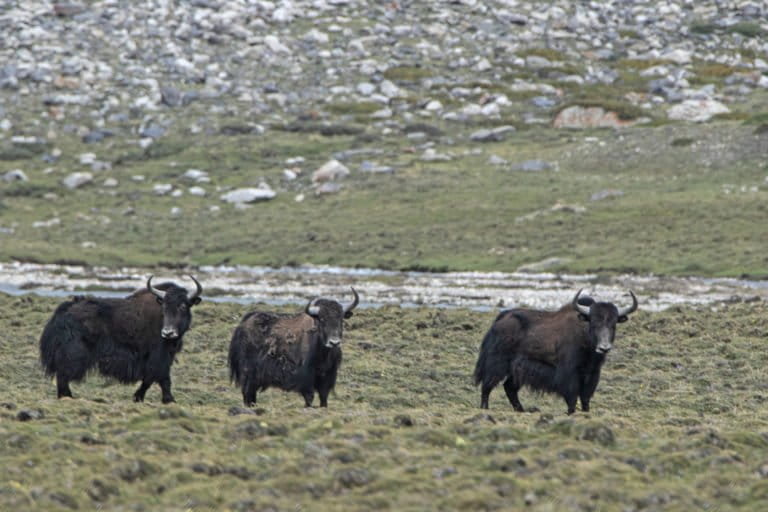 wild yaks in Nepal