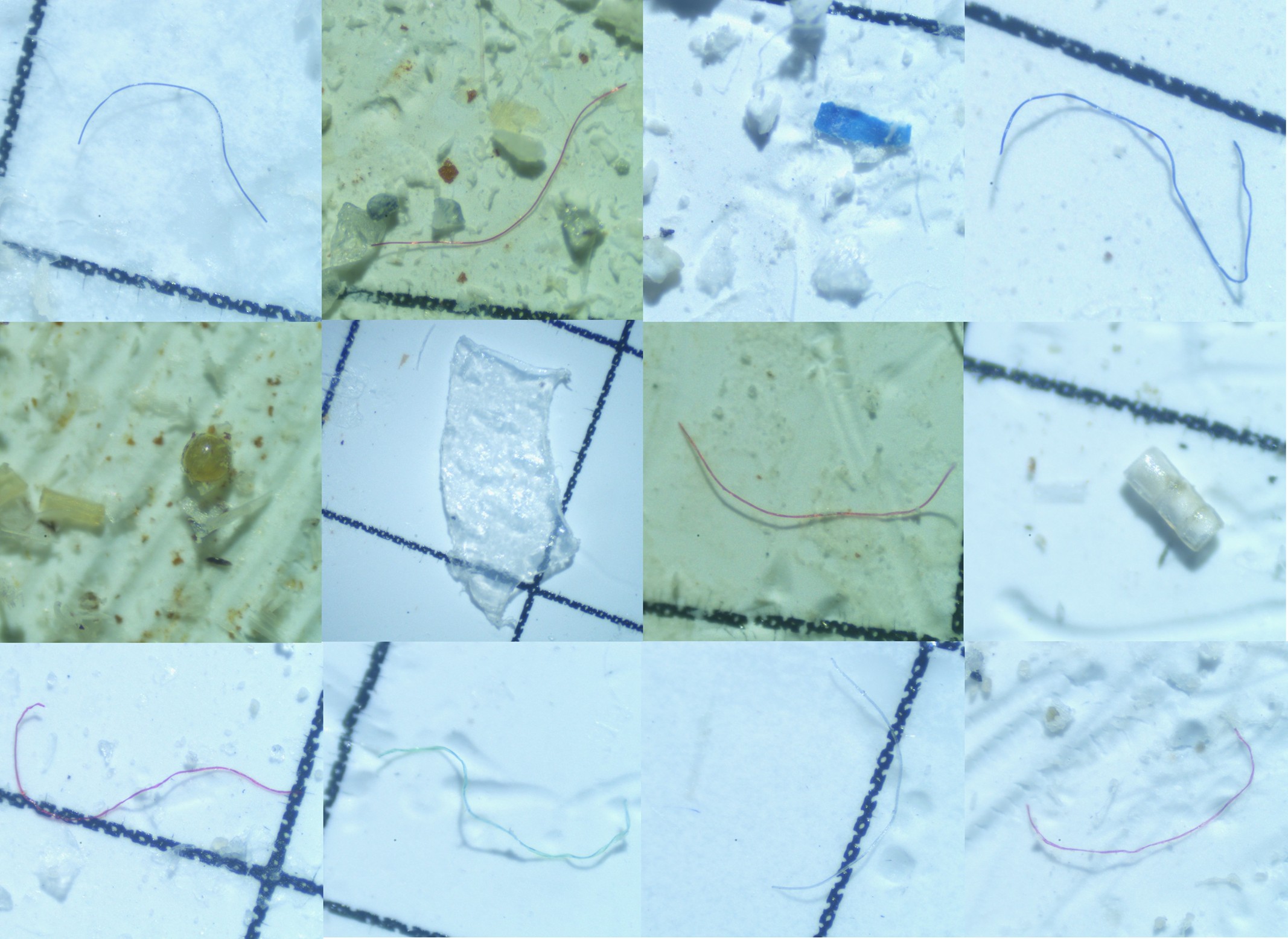 Different types of microplastics including fibers, fragments, sheets, and beads were found in the gastrointestinal tract of the Indus river dolphin.