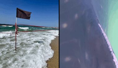 Whale shark spotted off Ashdod in first recorded sighting in Israeli waters