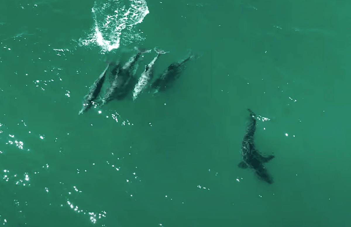 Could trained dolphins be the solution to Australia’s Great White crisis?