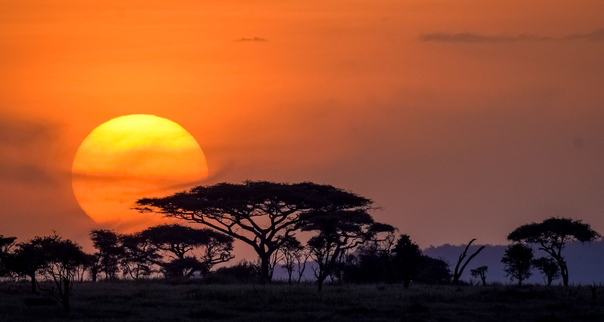 Reviving the Serengeti: How Maasai Women’s Dairy Initiatives Protect Wildlife and Communities