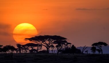 Reviving the Serengeti: How Maasai Women’s Dairy Initiatives Protect Wildlife and Communities