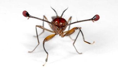 Decoding the selfish gene, from evolutionary cheaters to disease control | News