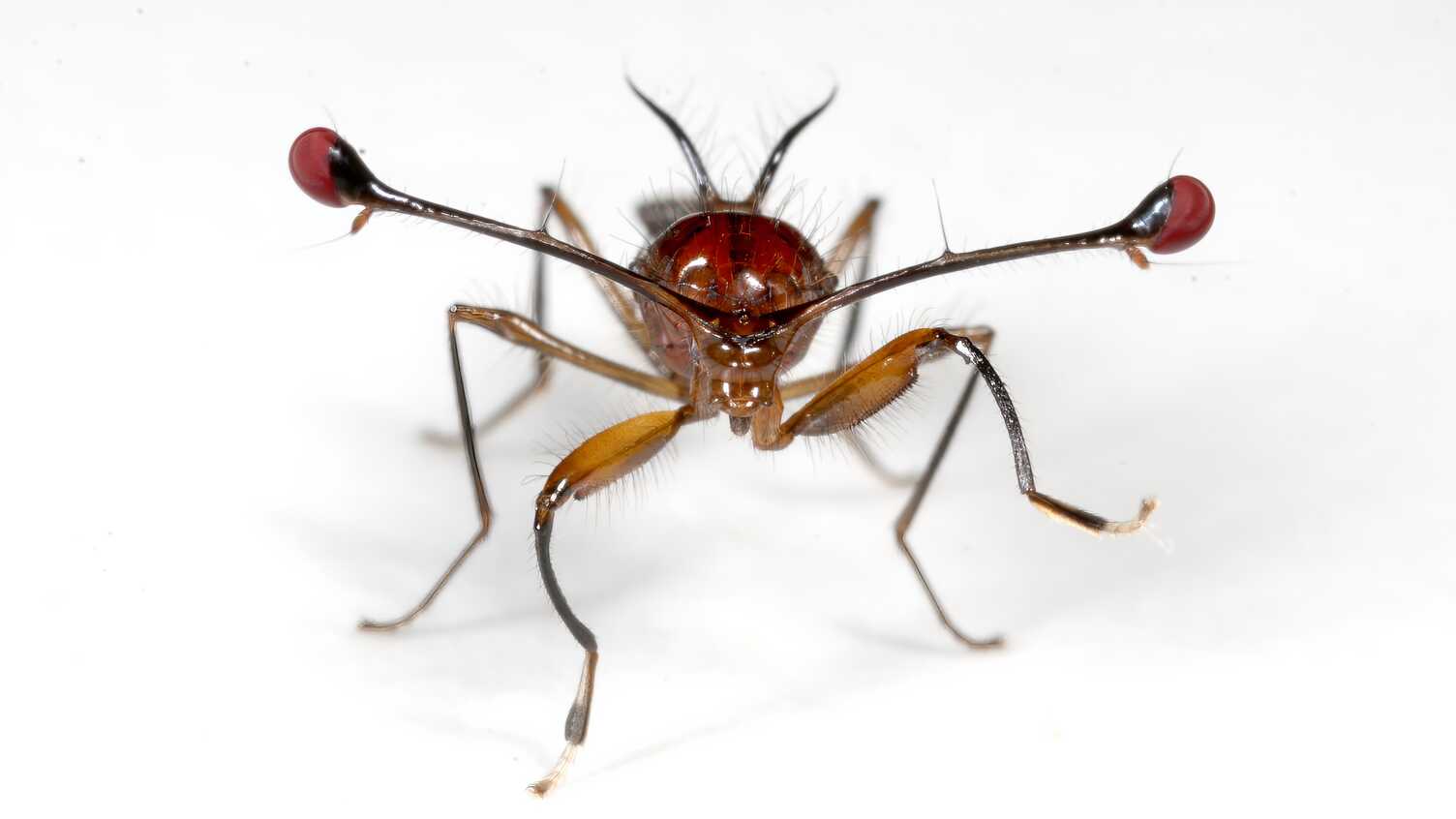 Decoding the selfish gene, from evolutionary cheaters to disease control | News