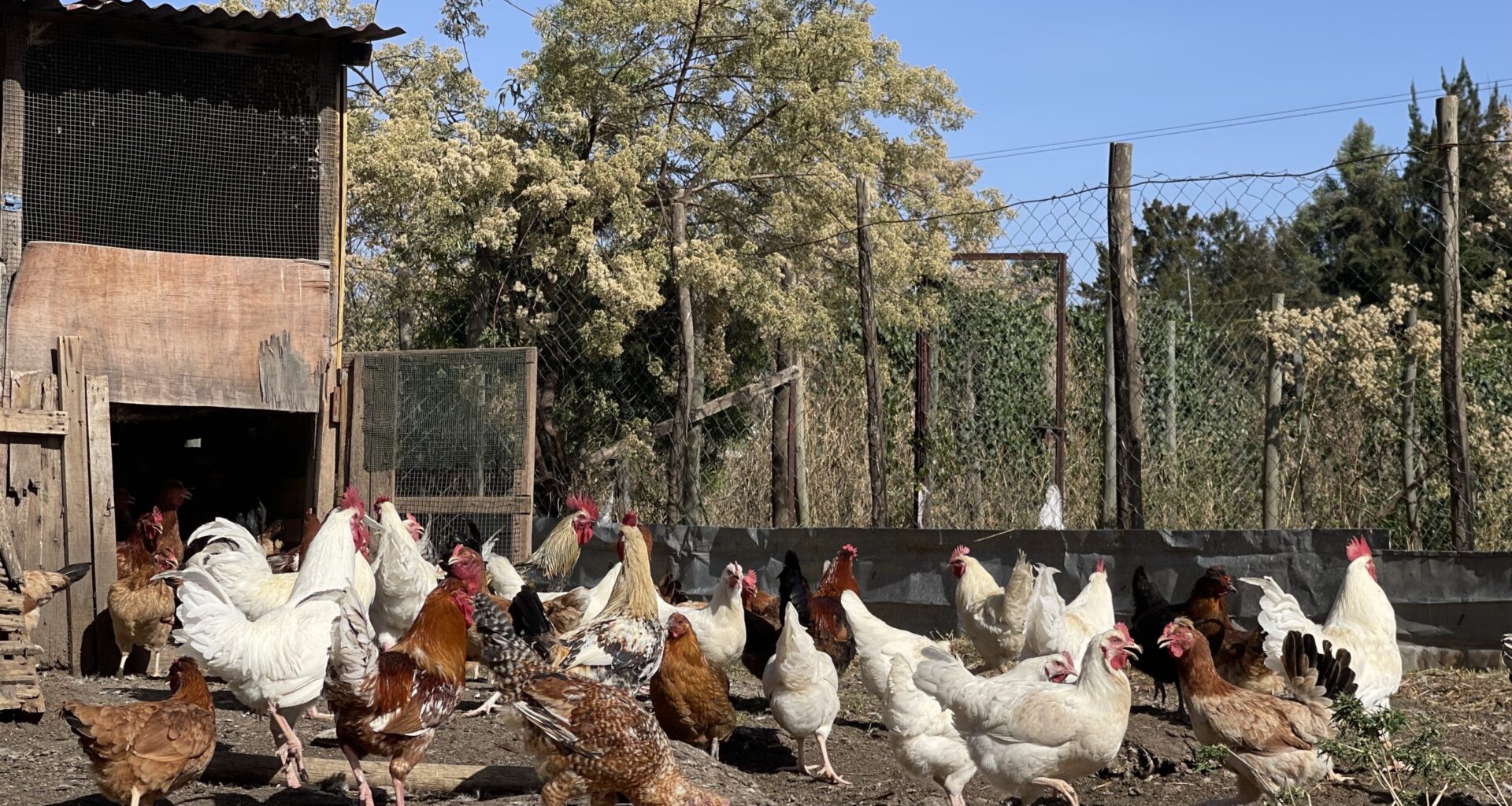 Genetic and phenotypic parameter estimates of body weight and egg production traits of Tilili chicken in Ethiopia