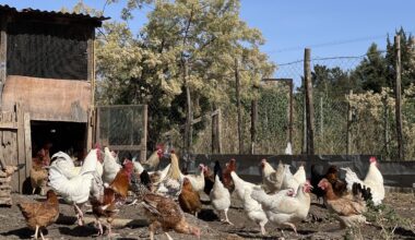 Genetic and phenotypic parameter estimates of body weight and egg production traits of Tilili chicken in Ethiopia