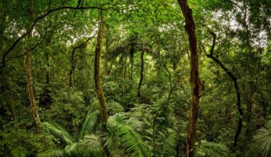 There's a mysterious animal in the tropical forests of Panama that waves at predators – in a very scary way