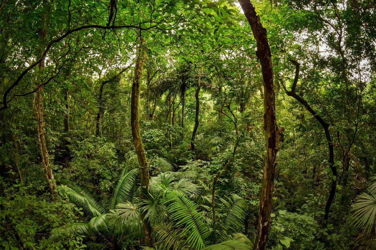 There's a mysterious animal in the tropical forests of Panama that waves at predators – in a very scary way