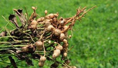 ICRISAT Study Unlocks Genetic Path to Protect Groundnuts from Stem Rot