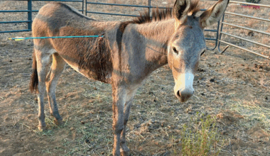 Wild donkey "Cupid" survives arrow attack