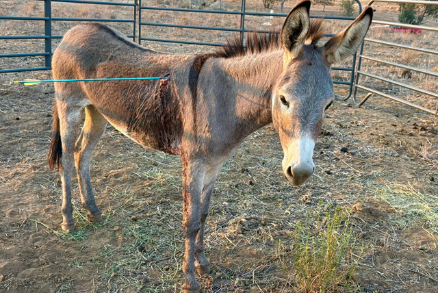 Wild donkey "Cupid" survives arrow attack