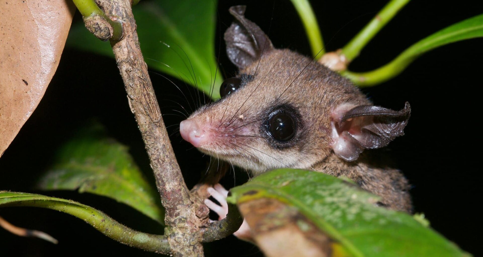 A mouse opossum from the genus Marmosa