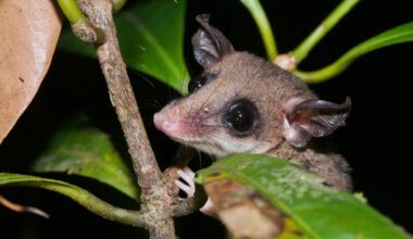 A mouse opossum from the genus Marmosa