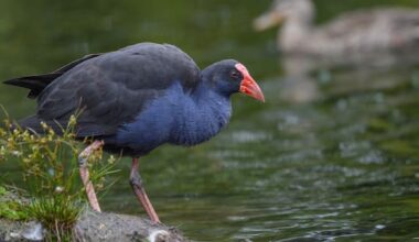 Council, police investigating park worker's alleged pūkeko attack