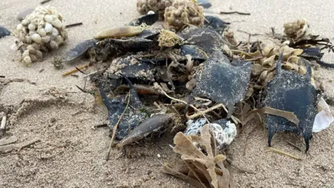 Mike McDonnell A close-up photograph of a pile of black, tan and white egg cases lying on a firm sandy beach.