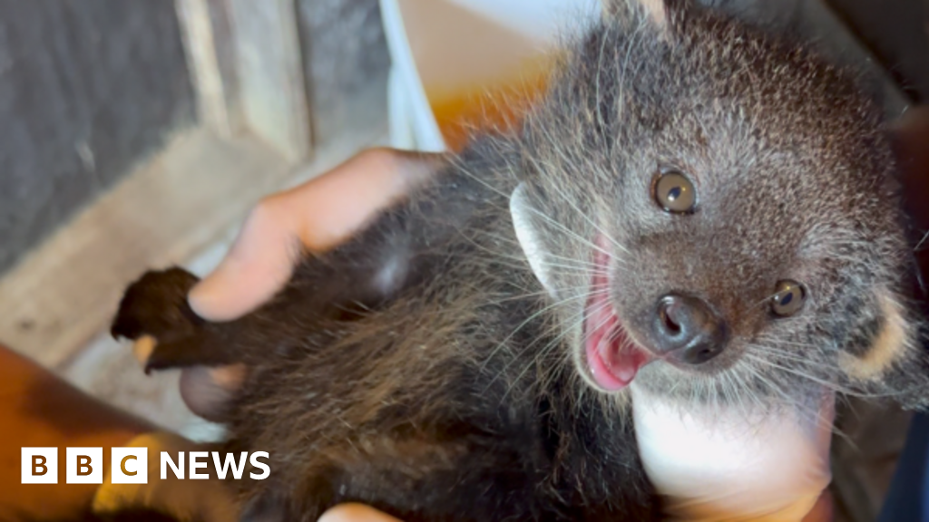 Rare baby binturong born at Sussex wildlife park