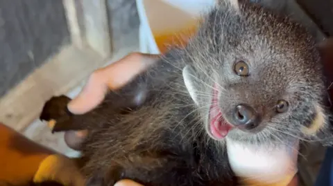 Getty Images Close up image of baby binturong