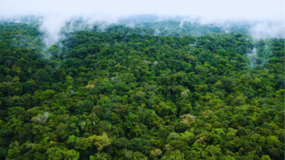 The forest that connects 8 countries and houses billions of species
