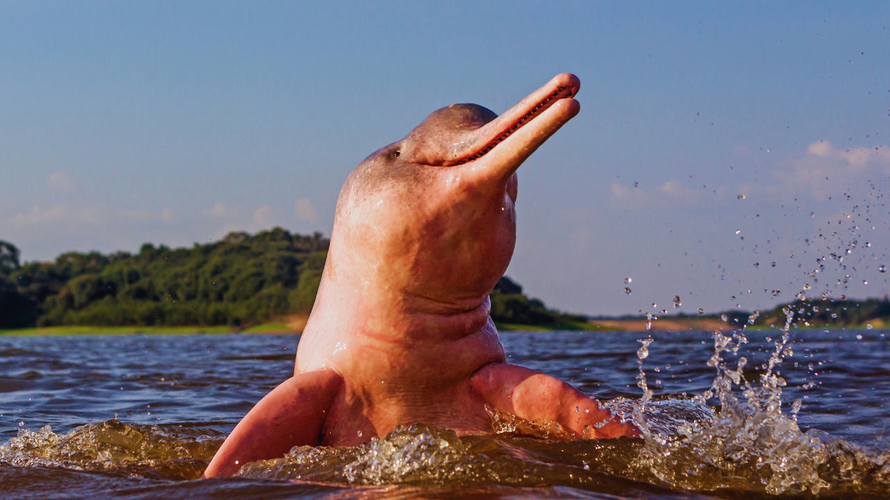 amazon river dolphin