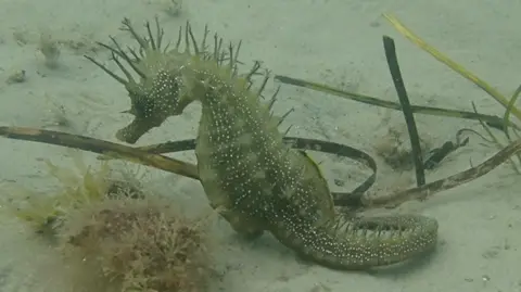 Neil Garrick-Maidment/The Seahorse Trust A female seahorse is feeding on the bottom of the seabed. It is in profile and has spines along its back, a horse-shaped head and a curled tail. It looks dark green in colour and is covered in tiny white spots. There are bits of seaweed around it. 