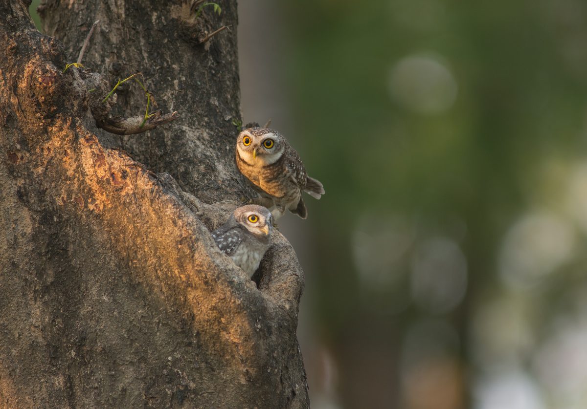 Watch this adorable baby owl make a dramatic leap for survival