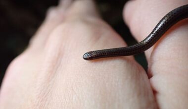 Secretive And Super-Hard To Spot: Meet The Smallest Snake In The World