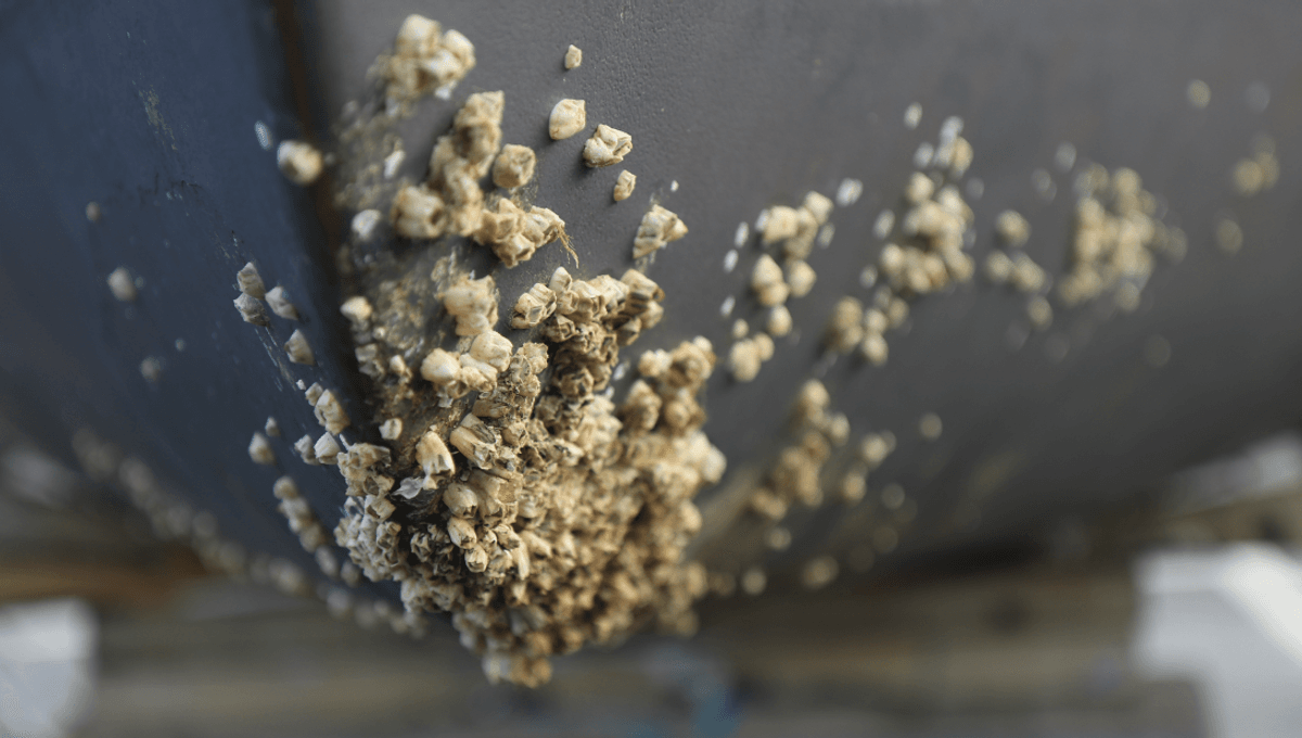 Invasive Barnacle Species Detected In The Arctic Shows The Region’s Defences Are Failing Under Climate Change