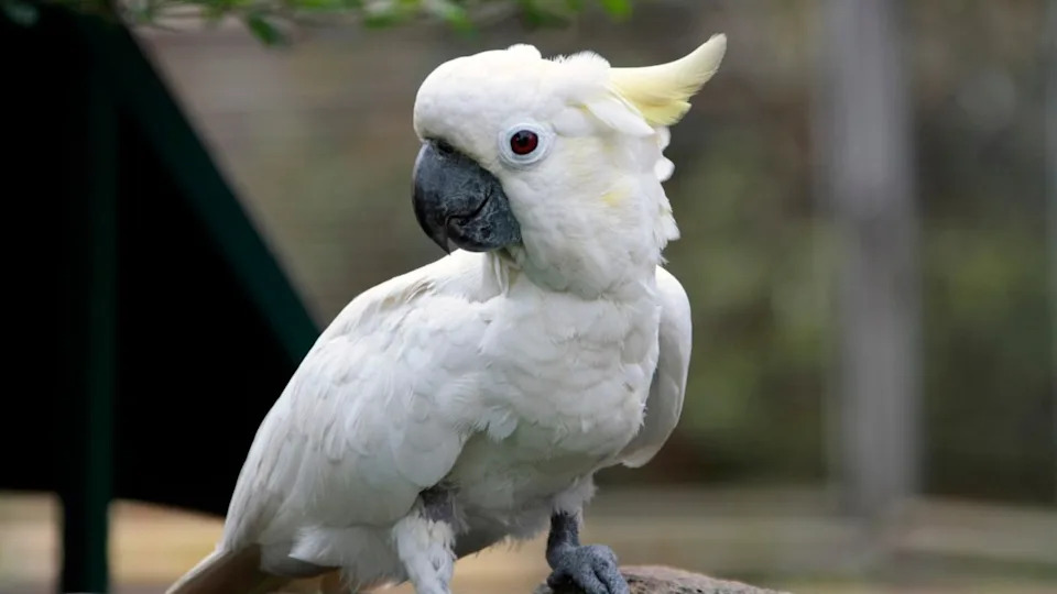 A cockatoo perched on a rock.Image via Shutterstock/Padodo
