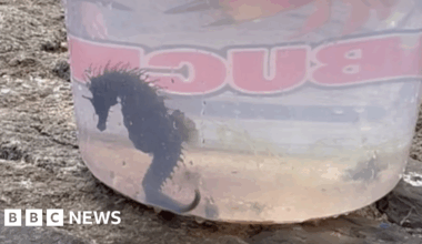 More seahorses being spotted close to the shore in South West