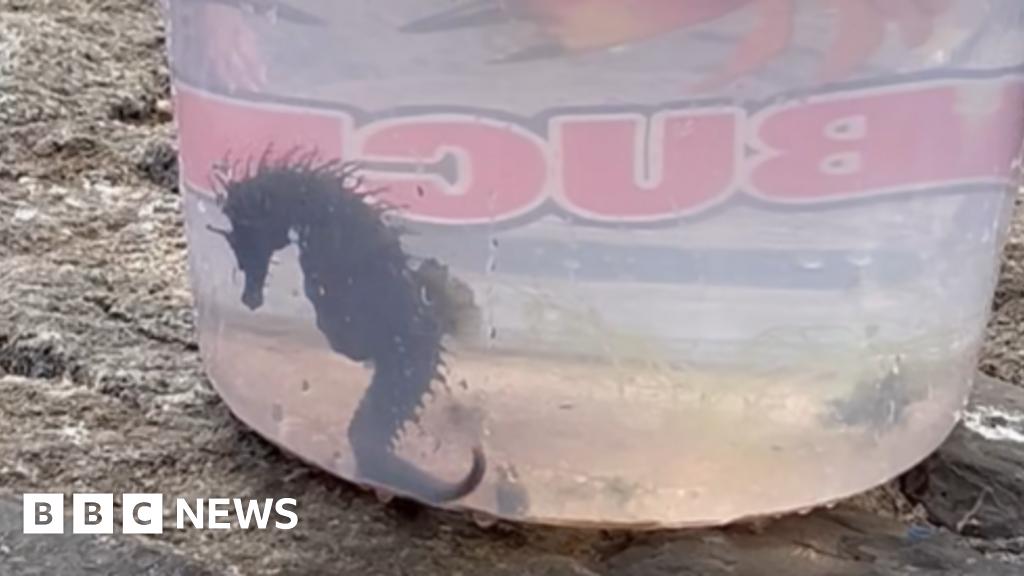 More seahorses being spotted close to the shore in South West
