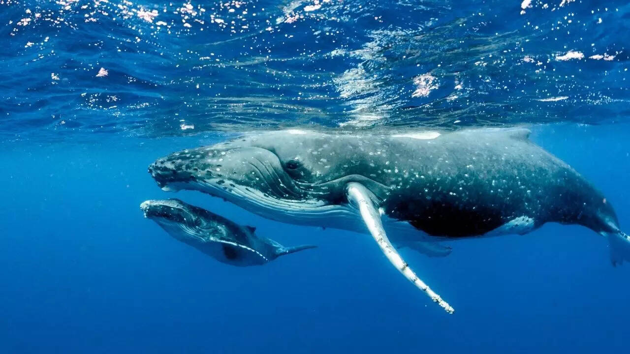 Blue Whale