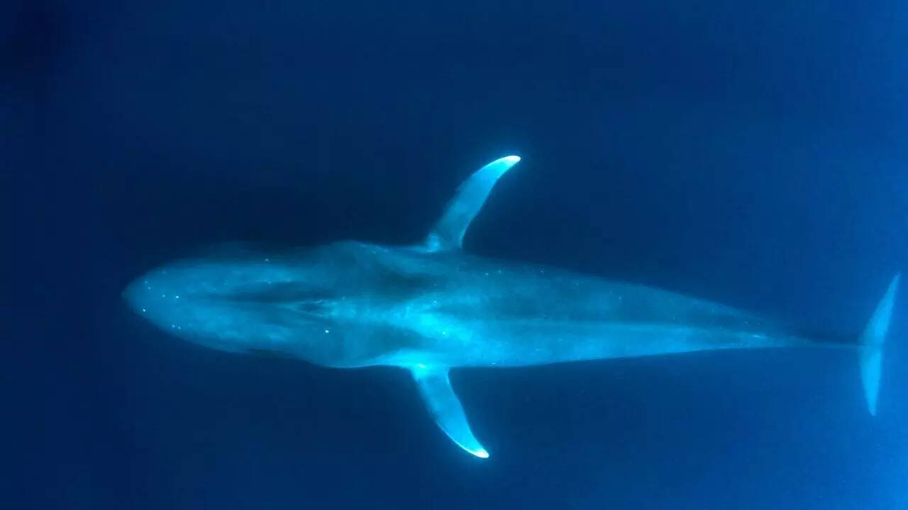 Blue Whales