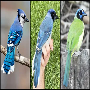 A rare hybrid bird identified in a suburb of San Antonio, Texas (center panel, credit: Brian Stokes) is the result of mating between a male blue jay (left, credit: Travis Maher/Cornell Lab of Ornithology/Macaulay Library) and a female green jay (right, credit: Dan O’Brien/Cornell Lab of Ornithology/Macaulay Library).